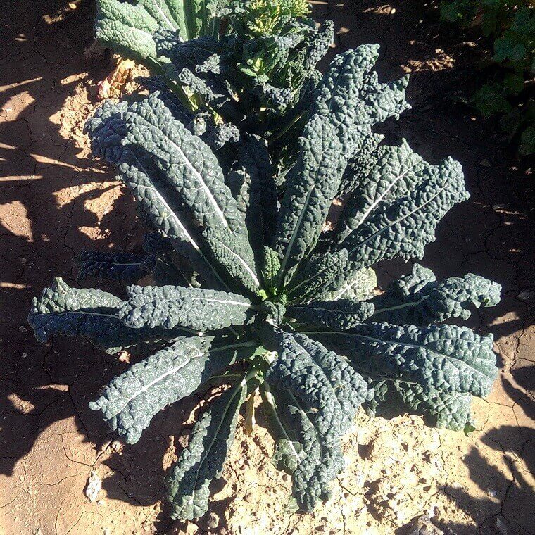 Kale 'Lacinato'