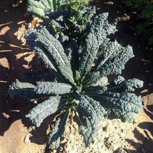 Kale 'Lacinato'