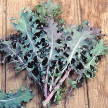 Kale 'Red Russian'
