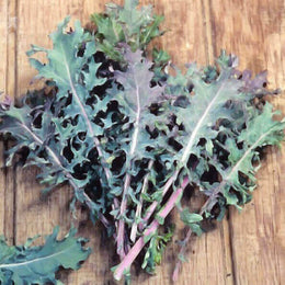 Kale 'Red Russian'