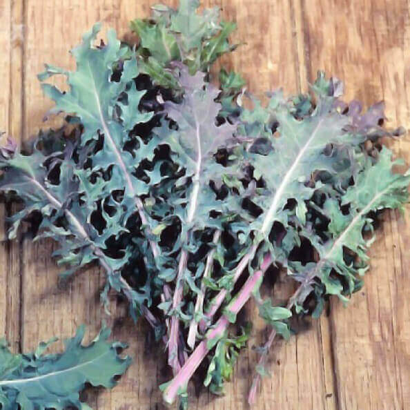 Kale 'Red Russian'
