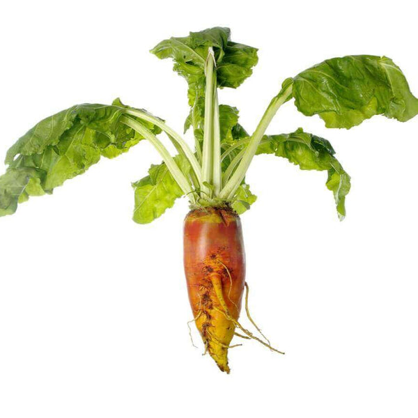 Giant Red Mangel