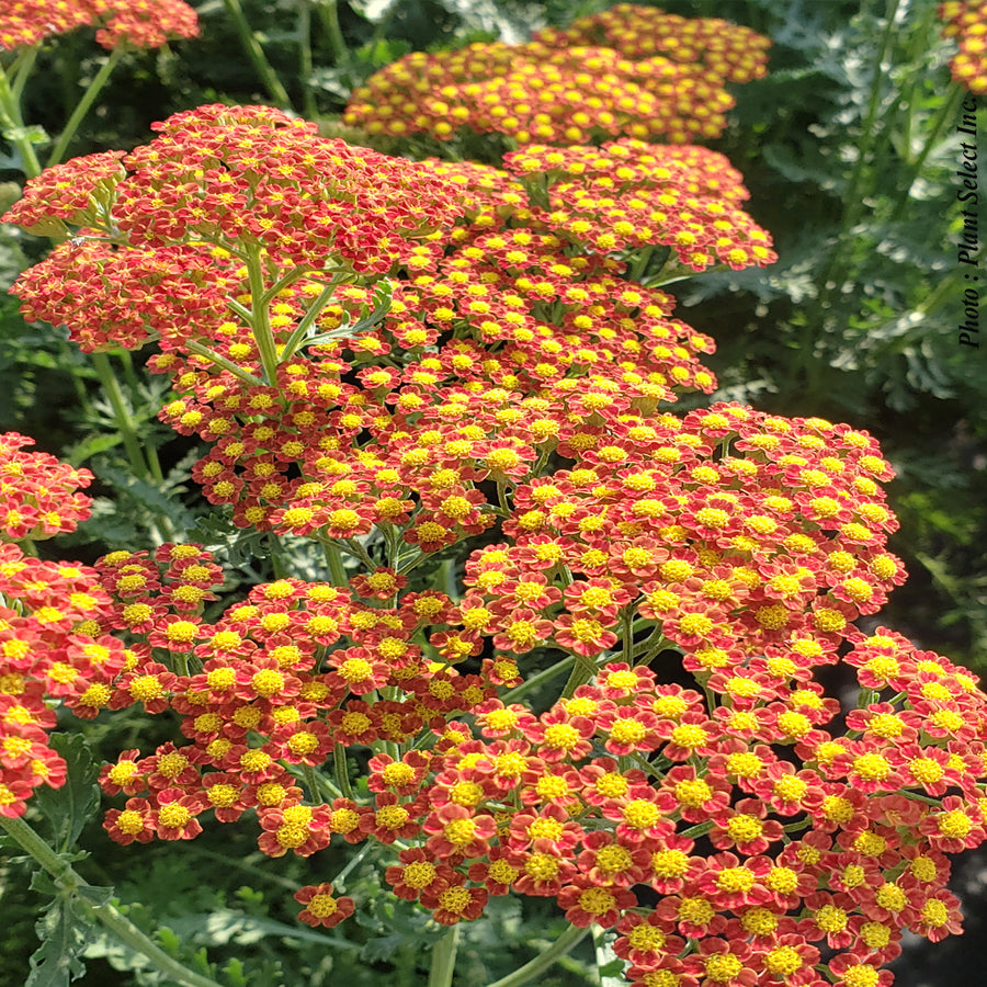 Achillea 'Sassy Summer Sunset'