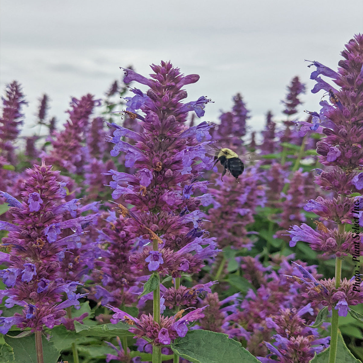 Agastache 'Blue Boa'