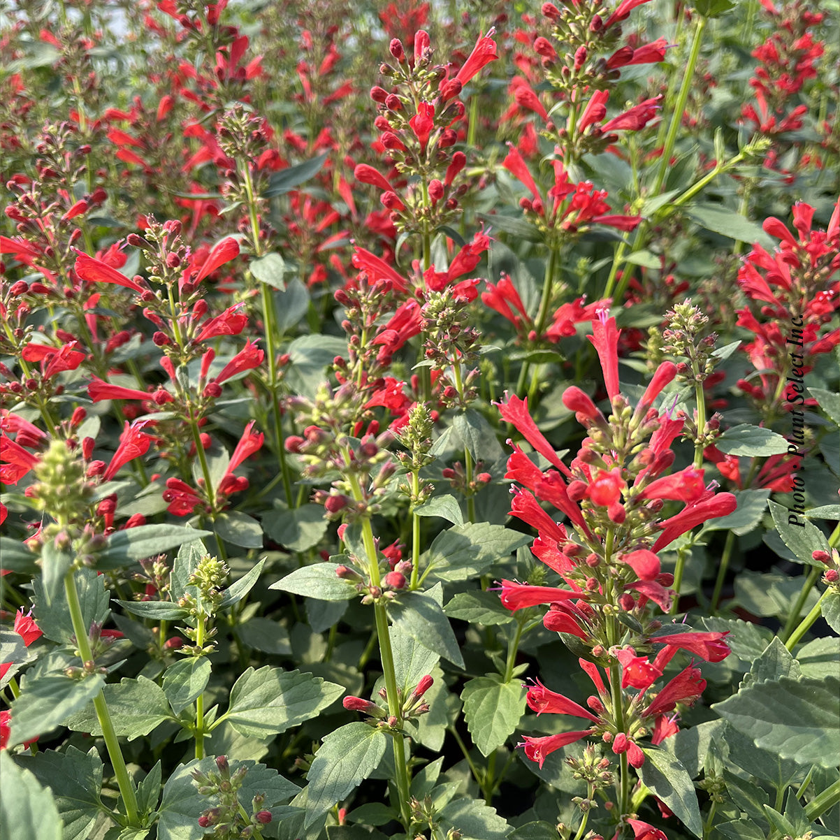Agastache 'Kudos Red'