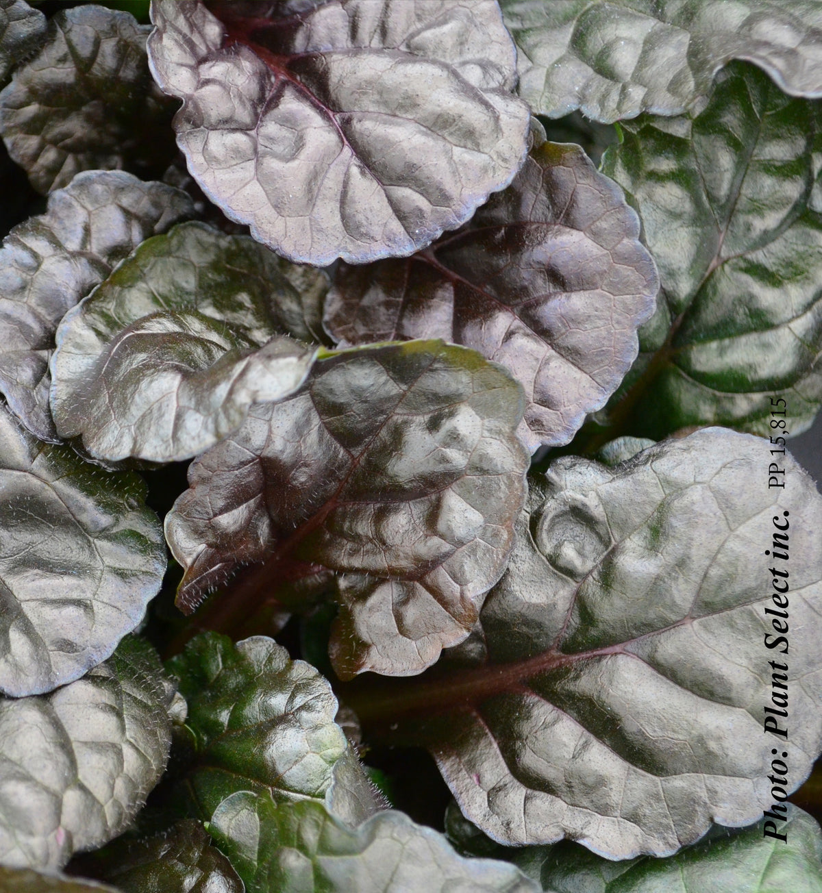 Ajuga 'Black Scallop'