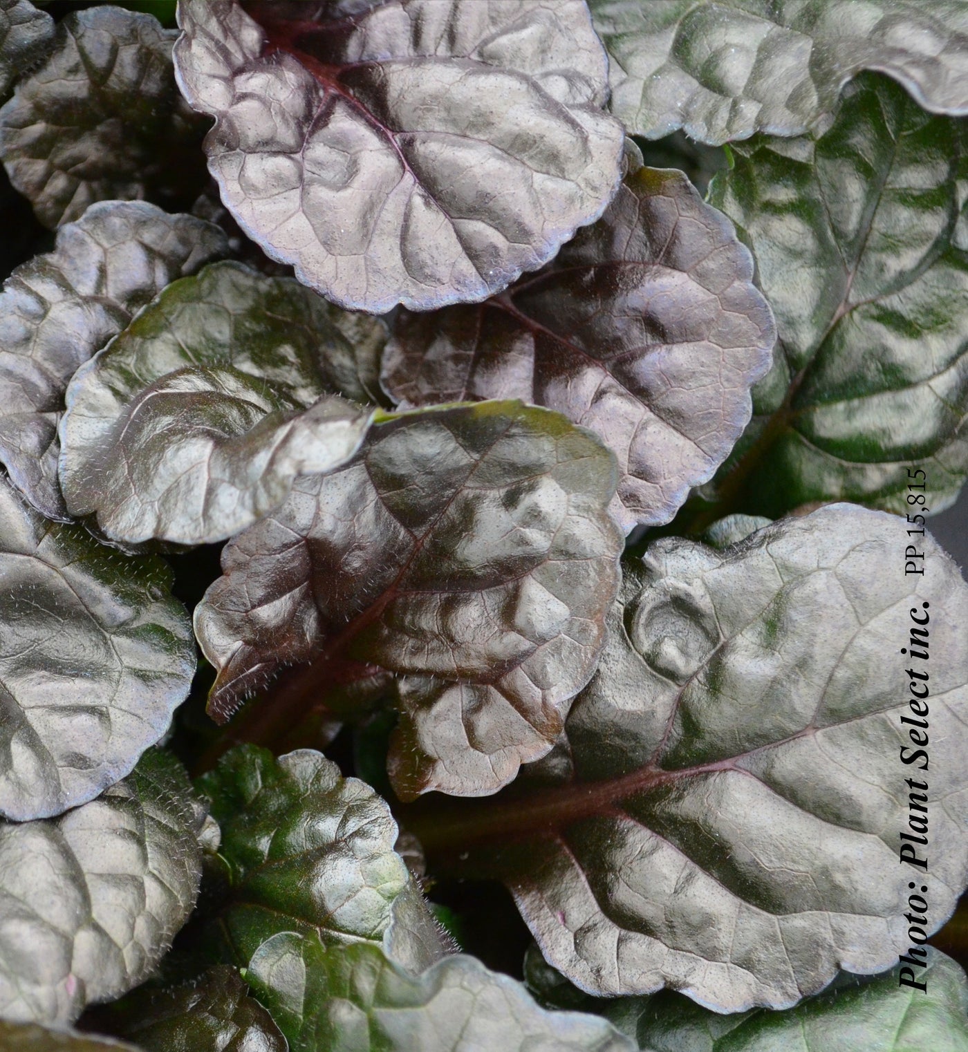 Ajuga 'Black Scallop'