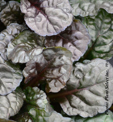 Ajuga 'Black Scallop'