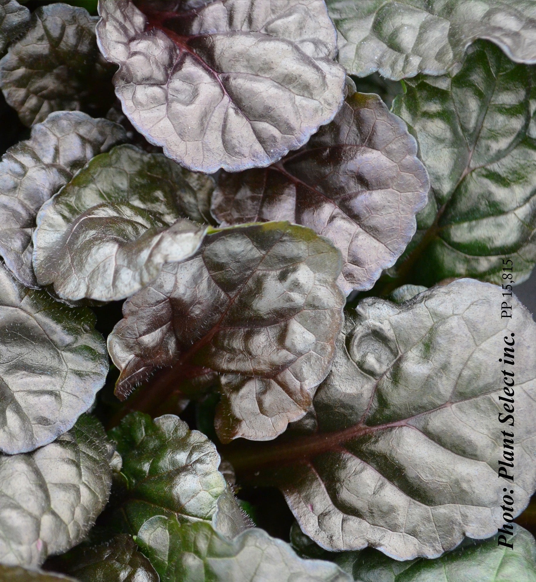 Ajuga 'Black Scallop'