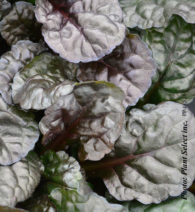 Ajuga 'Black Scallop'