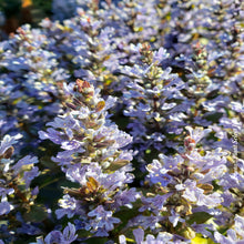 Ajuga 'Chocolate Chips'