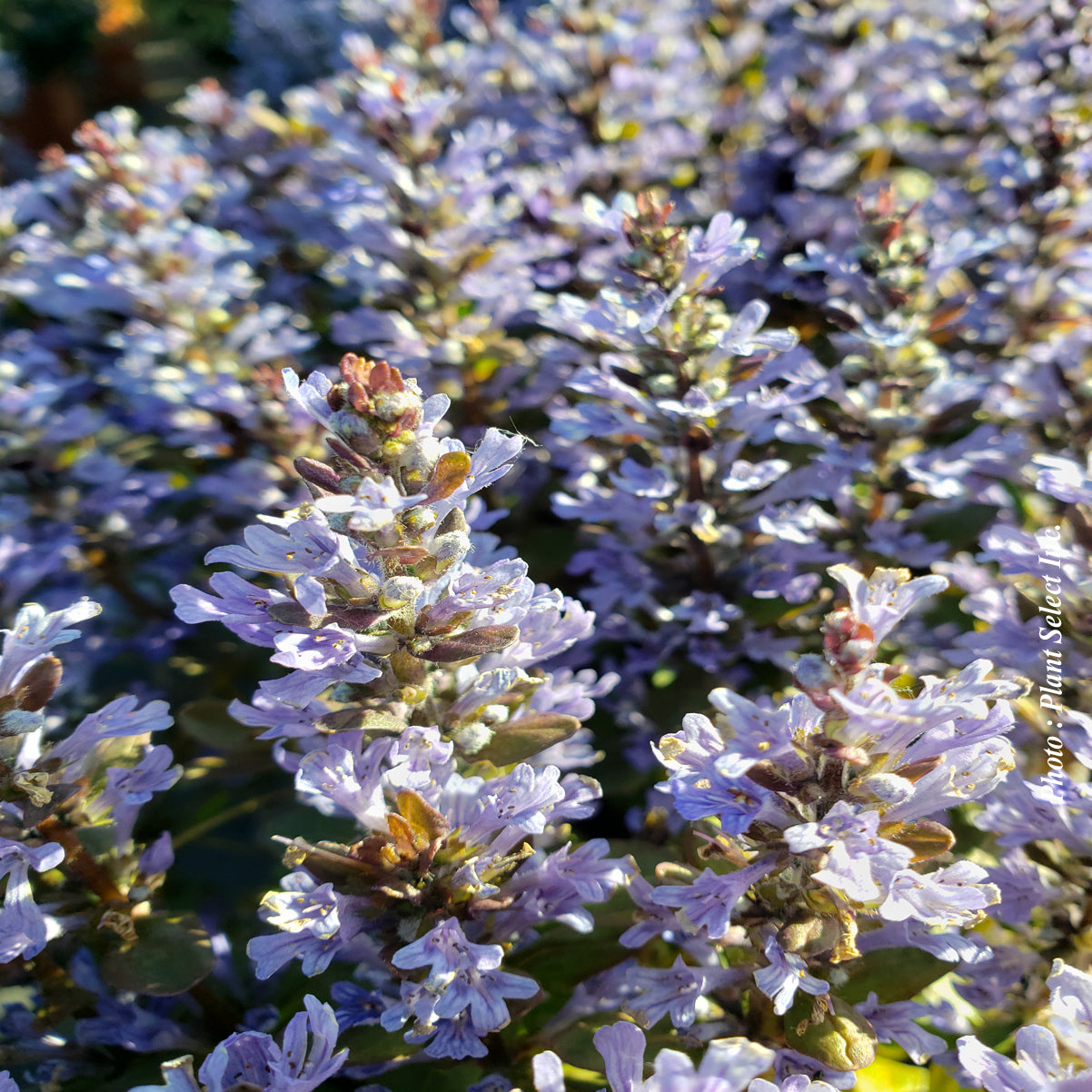 Ajuga 'Chocolate Chips'