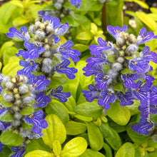 Ajuga Feathered Friends 'Cordial Canary'