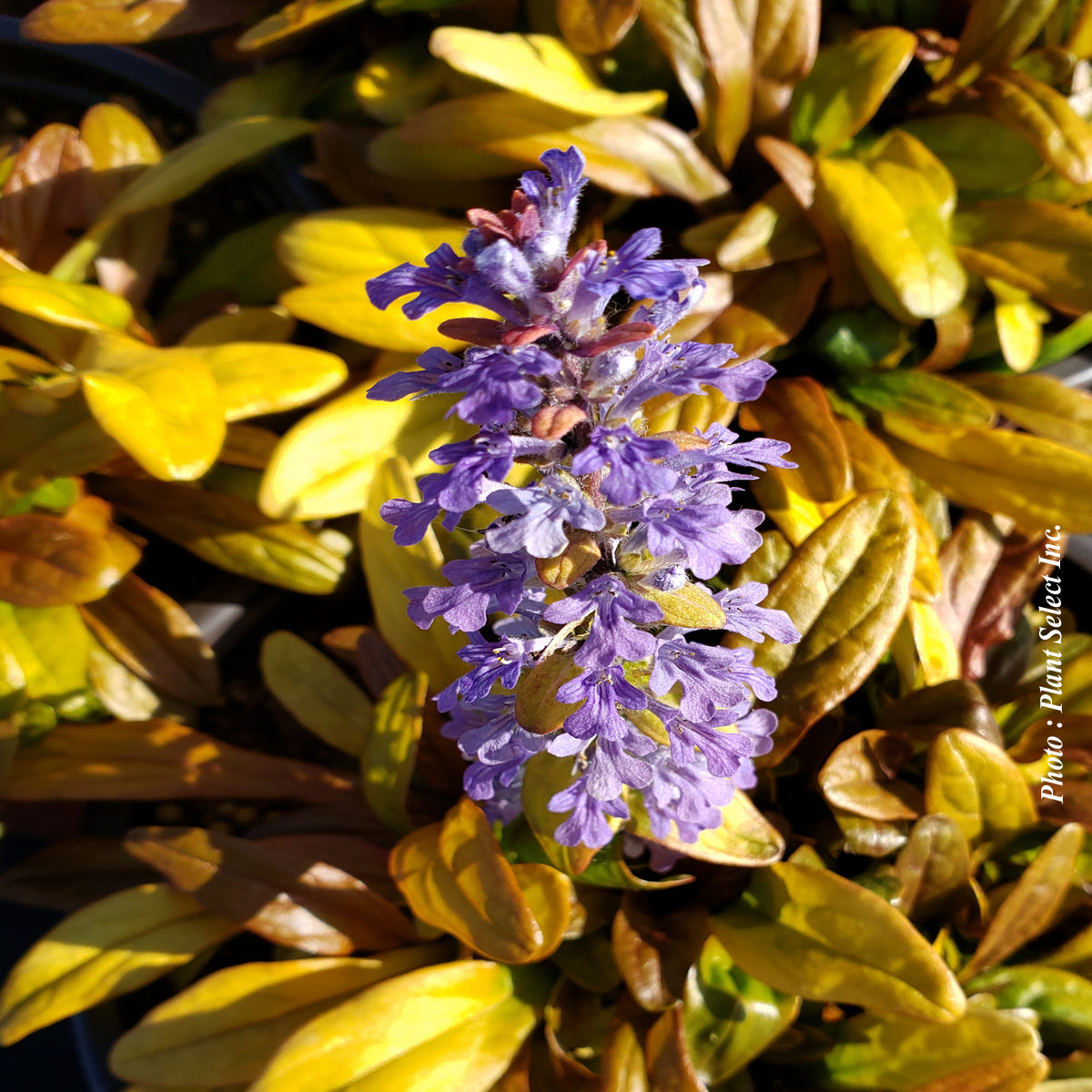 Ajuga Feathered Friends 'Fancy Finch'