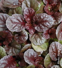 Ajuga 'Catlin's Giant'