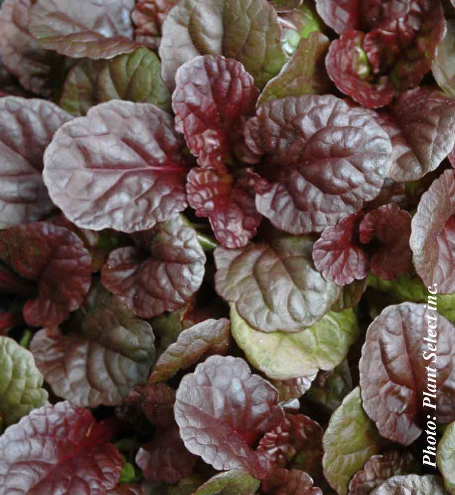 Ajuga 'Catlin's Giant'