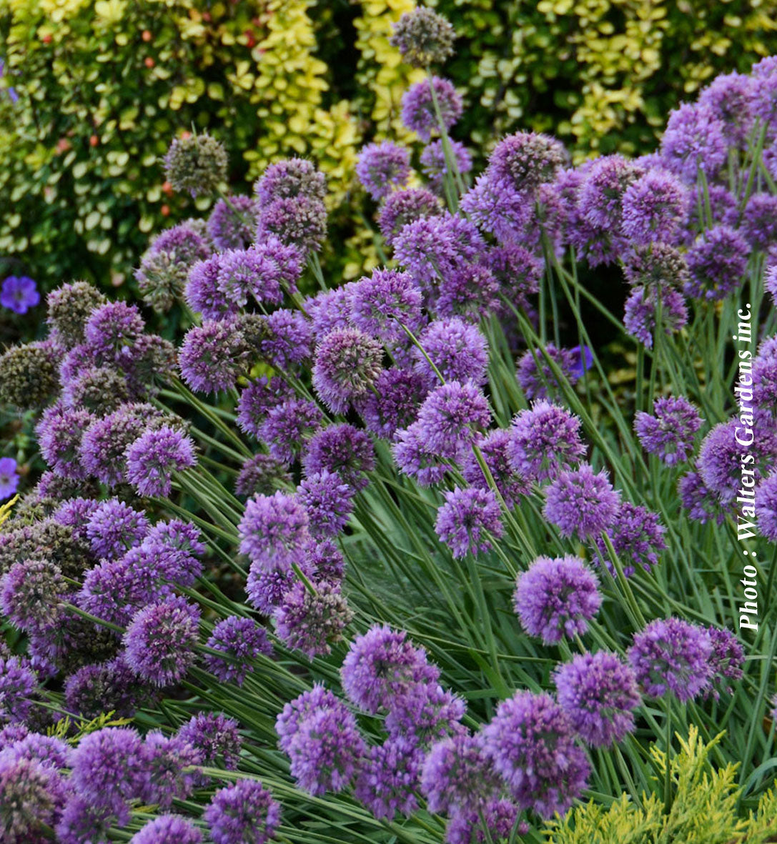 Allium 'Medusa'