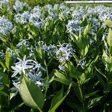 Amsonia 'Starstruck'