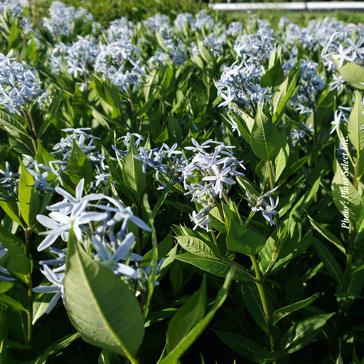 Amsonia 'Starstruck'