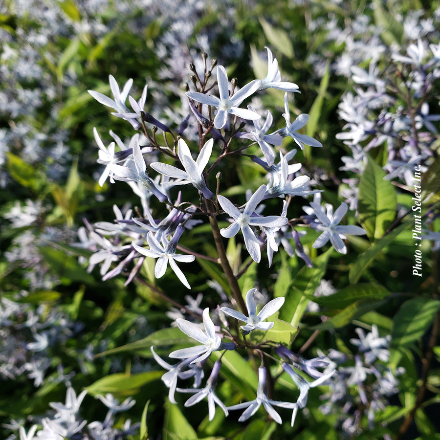 Amsonia 'Storm Cloud'