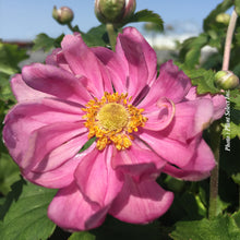 Anemone 'Curtain Call Pink'