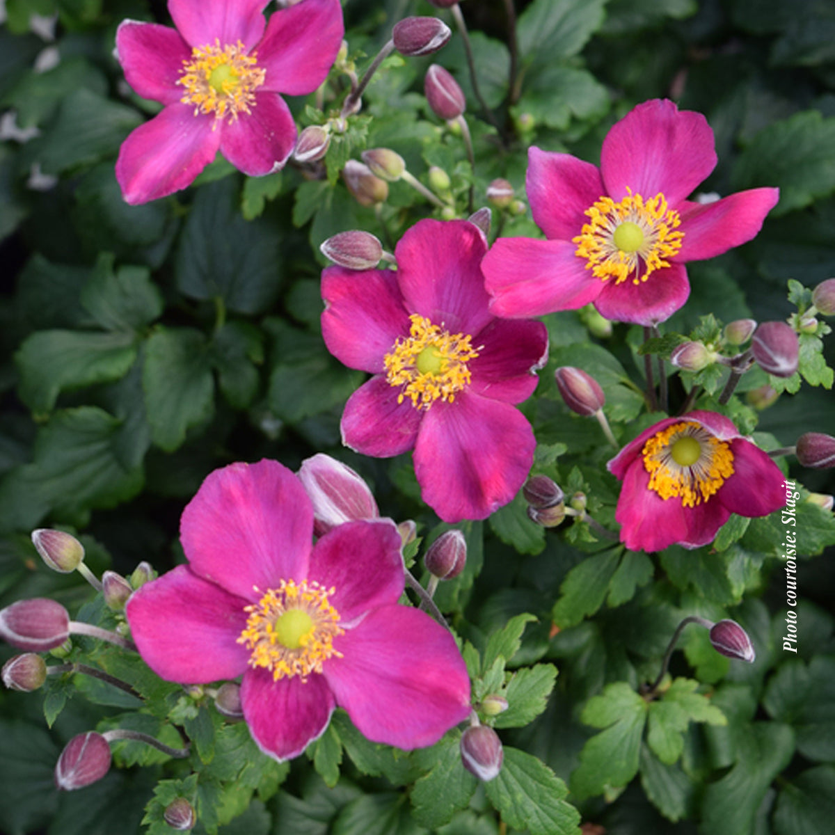 Anemone 'Fantasy Red Riding Hood'