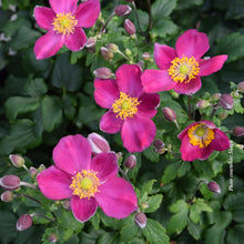 Anemone 'Fantasy Red Riding Hood'