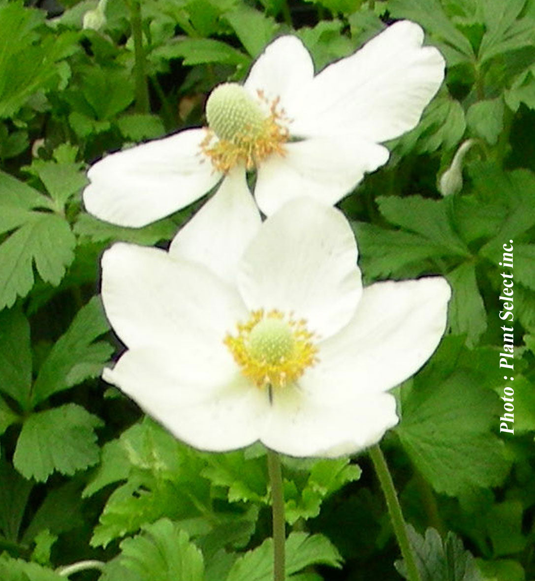 Anemone sylvestris
