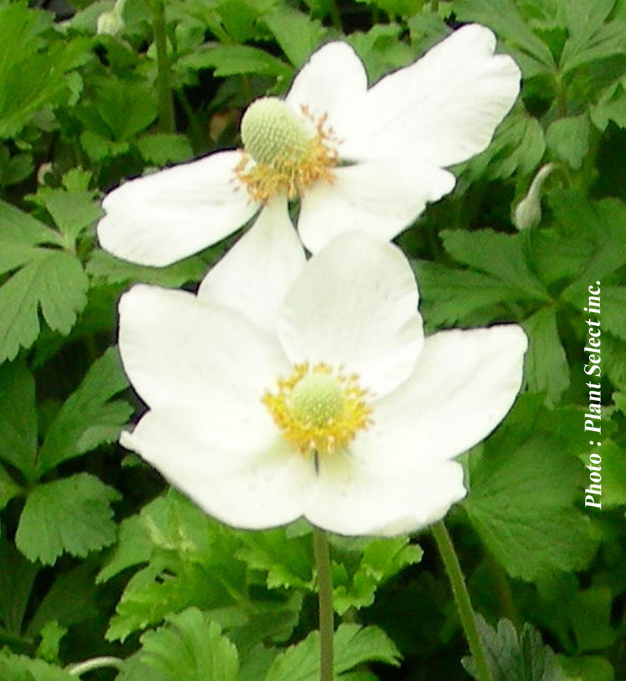 Anemone sylvestris