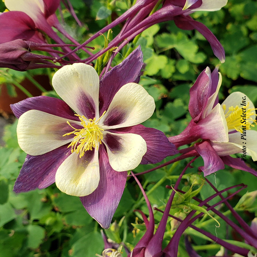 Aquilegia 'Earlybird Purple Yellow'