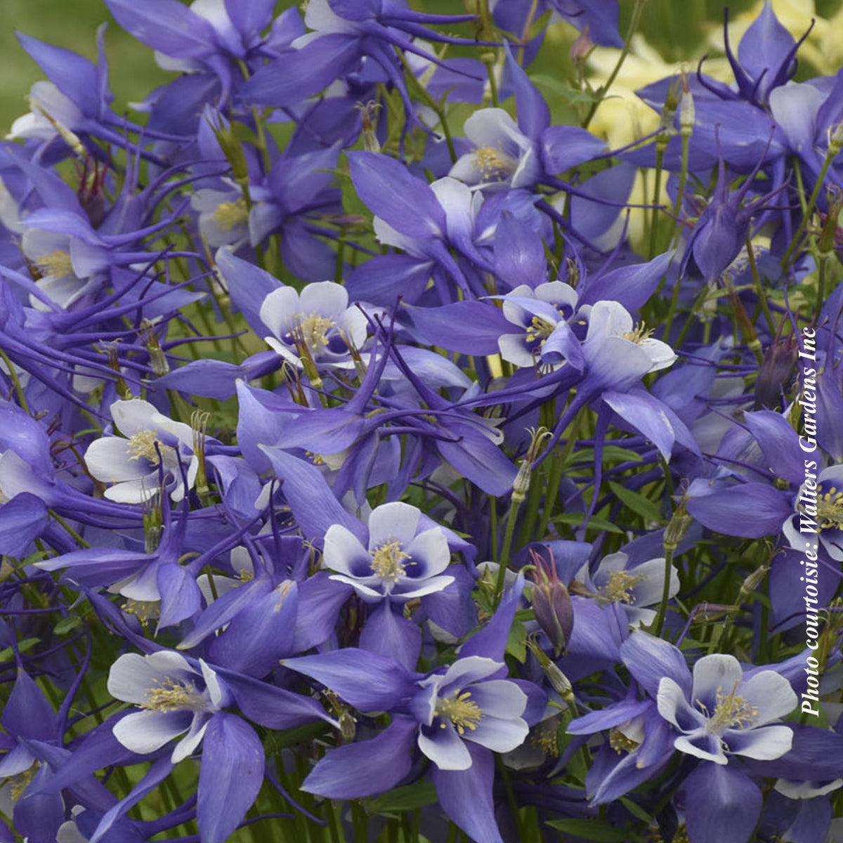Aquilegia 'Kirigami Deep Blue and White'