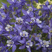 Aquilegia 'Kirigami Deep Blue and White'
