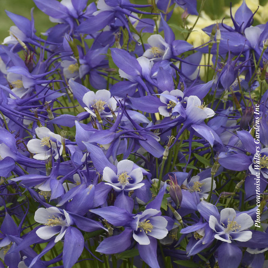 Aquilegia 'Kirigami Deep Blue and White'