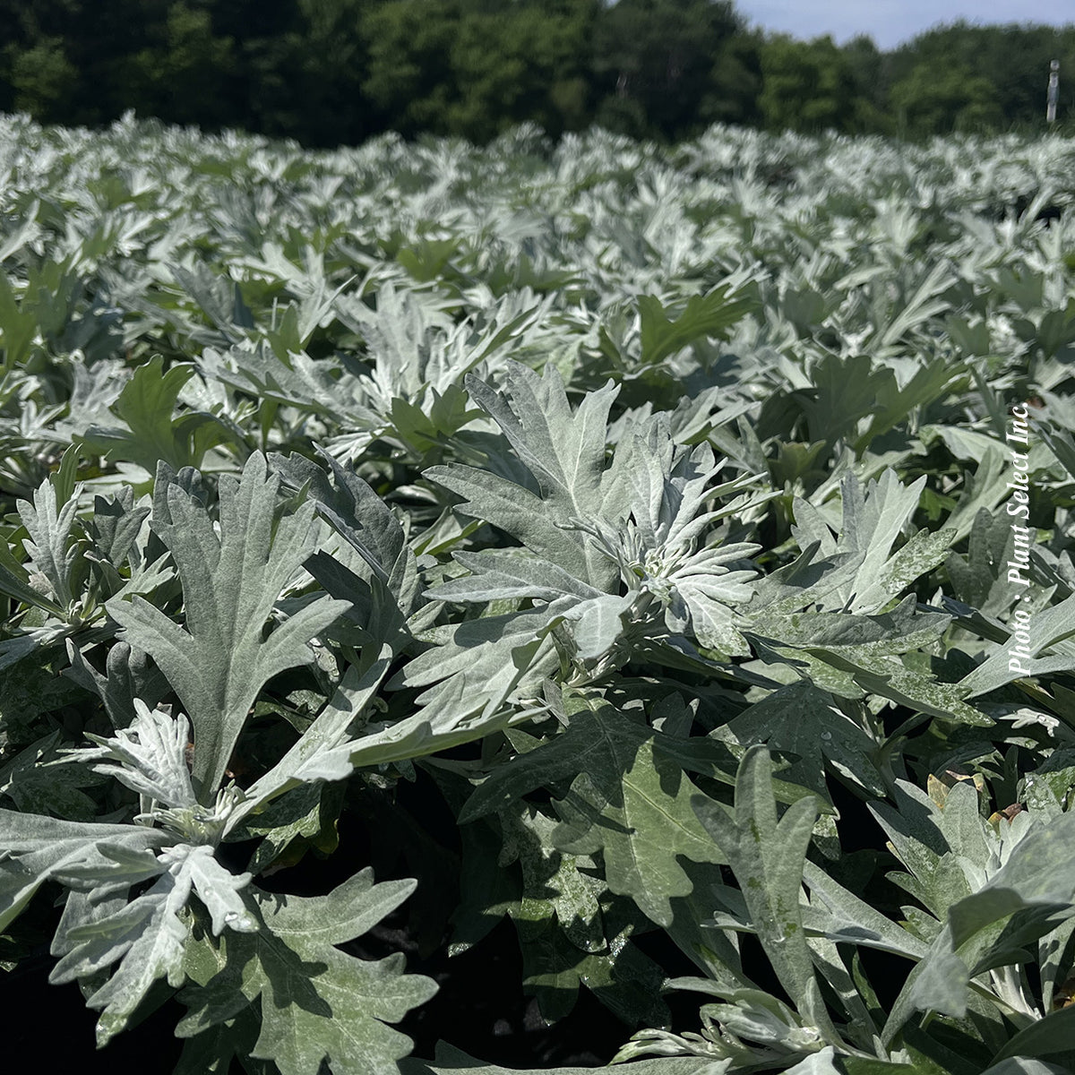 Artemisia 'Silver Lining'