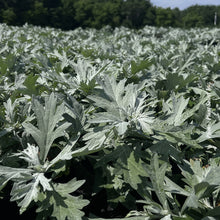 Artemisia 'Silver Lining'