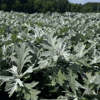 Armoise 'Silver Lining'. Les larges feuilles lobées se chevauchent sur les tiges, avec des bords découpés et pointes visibles. Des tons argentés et gris couvrent les feuilles, avec des lignes plus foncées suivant leurs nervures ramifiées. Les lobes foliaires ont des pointes nettes, avec des creux entre les larges parties. Les feuilles couvrent le cadre, avec des ombres dans les espaces qui les séparent. La plante se trouve en massif, entourée du feuillage des autres plantes voisines.