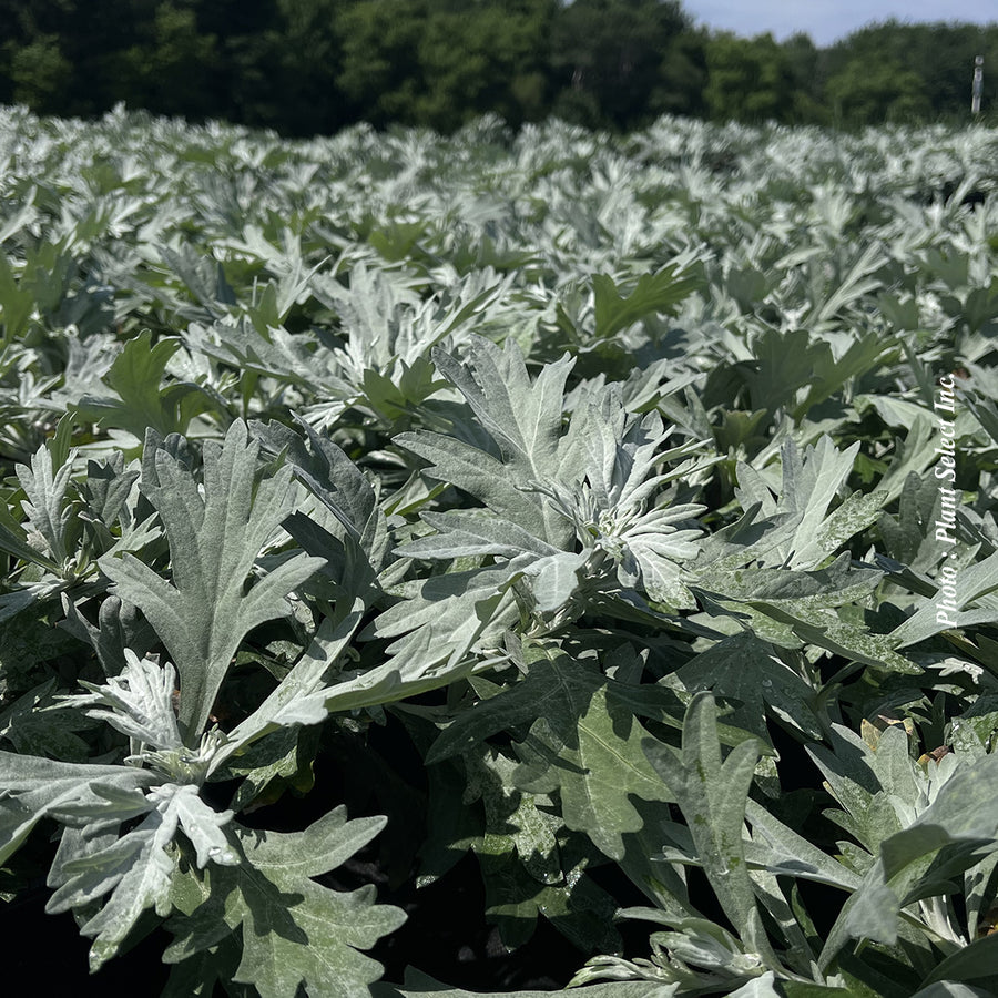 Artemisia 'Silver Lining'
