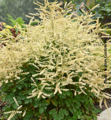 Aruncus 'Chantilly Lace'