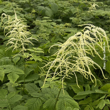 Aruncus dioicus