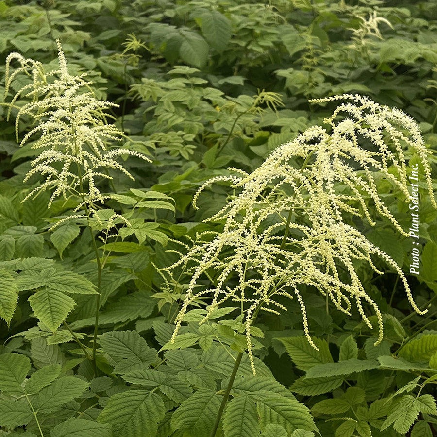 Aruncus dioicus