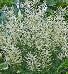 Aruncus 'Fairy Hair'
