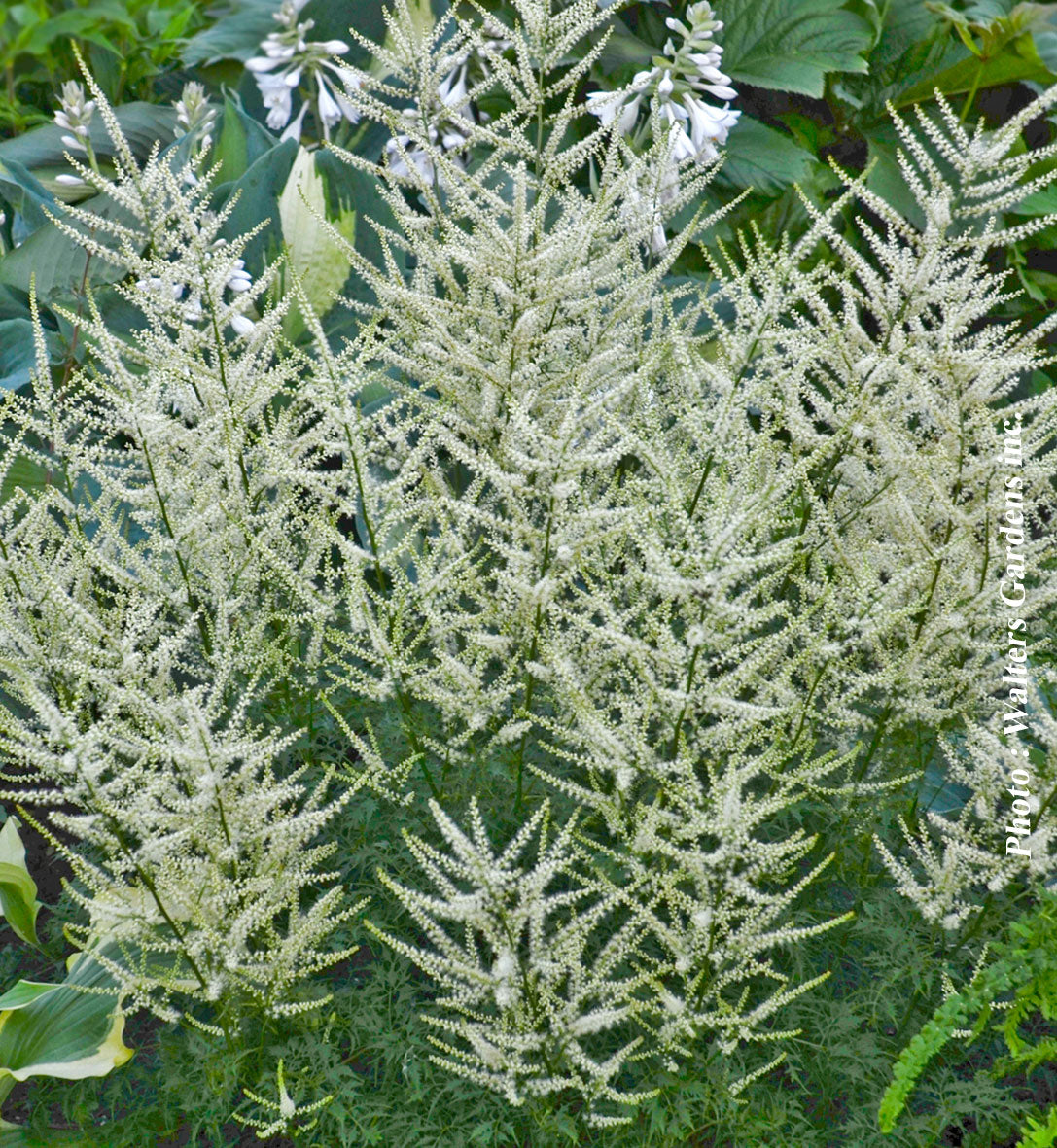 Aruncus 'Fairy Hair'