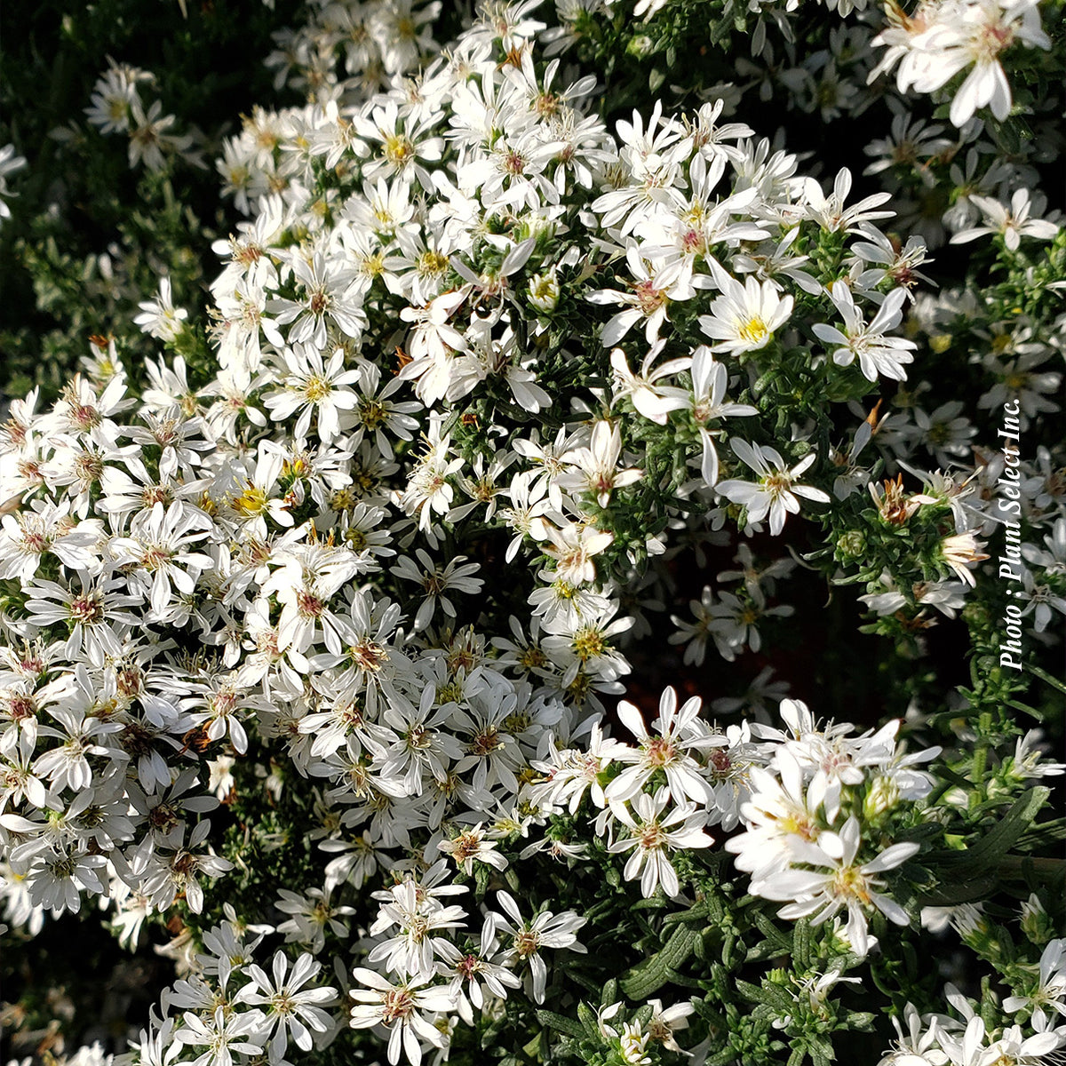 Aster 'Snow Flurry'