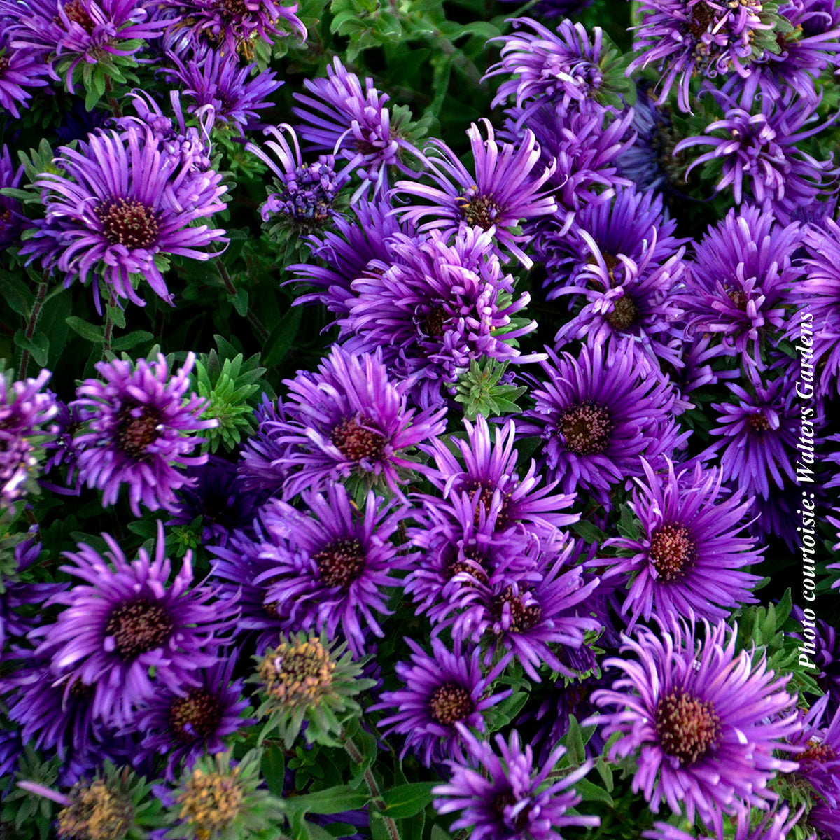Aster ‘Grape Crush’ — Aster