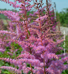 Astilbe 'Amethyst'