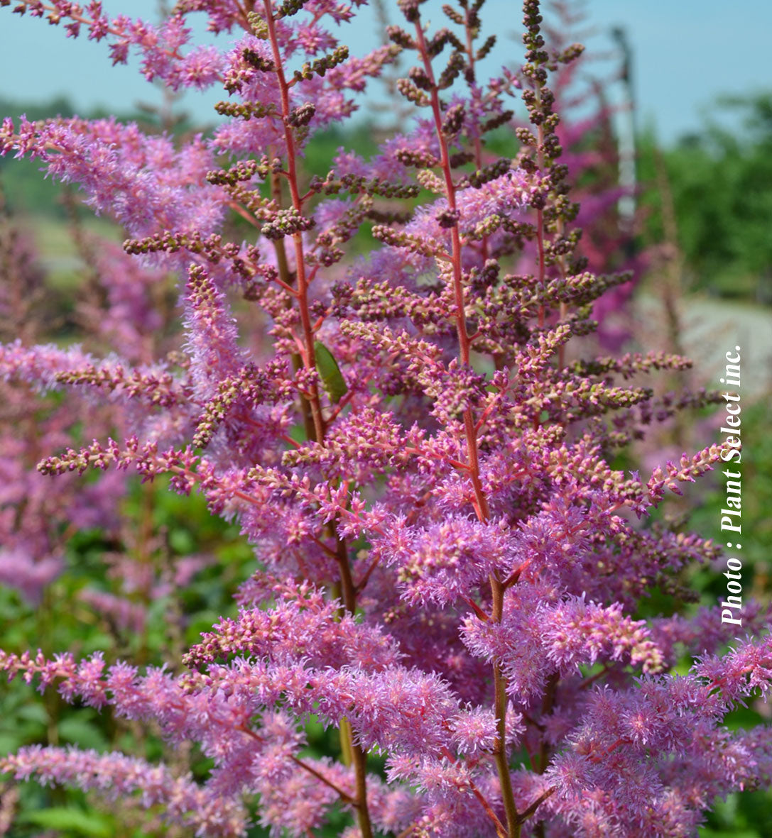 Astilbe 'Amethyst'