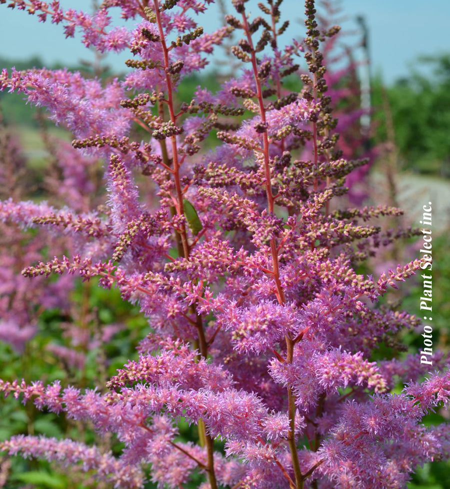 Astilbe 'Amethyst'