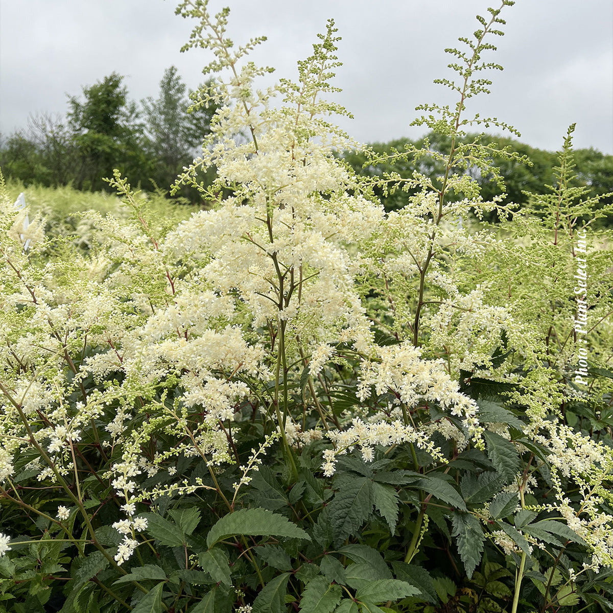 Astilbe 'Bridal Veil'
