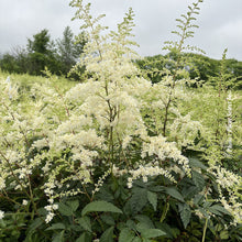 Astilbe 'Bridal Veil'