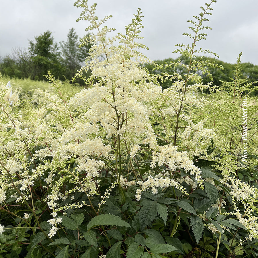 Astilbe 'Bridal Veil'